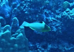 Cetoscarus bicolor