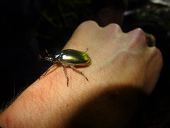 Chrysina strasseni