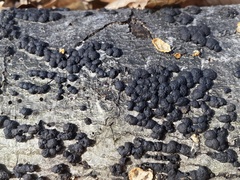 Jackrogersella cohaerens