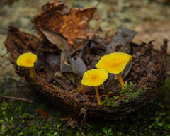 Marasmius rhyssophyllus