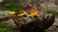 Marasmius rhyssophyllus