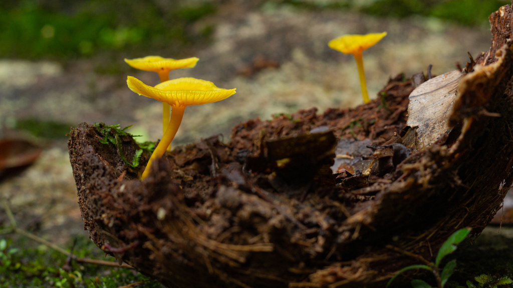 Marasmius rhyssophyllus · February 2022 · photo: © deniszabin (iNaturalist, cc-by)