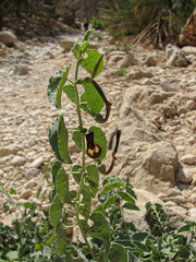 Aristolochia bracteolata