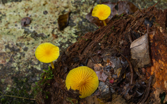 Marasmius rhyssophyllus