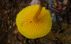 Marasmius rhyssophyllus