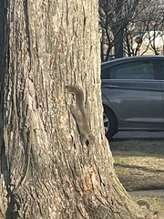 Sciurus carolinensis