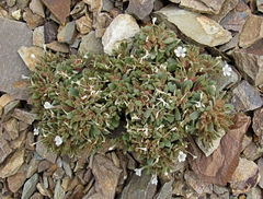 Collomia debilis
