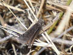 Erynnis brizo