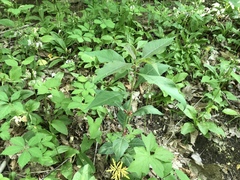 Triosteum aurantiacum