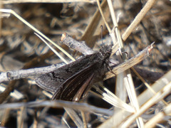 Erynnis brizo