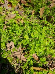 Ranunculus platensis