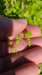 Ranunculus platensis