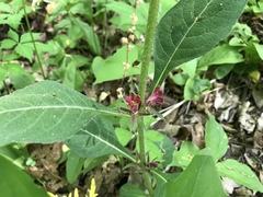 Triosteum aurantiacum