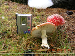 Amanita muscaria