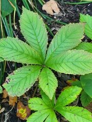Rodgersia