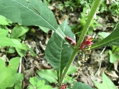 Triosteum aurantiacum