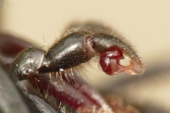 Atypus affinis