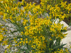 Senecio serra