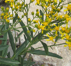 Senecio serra