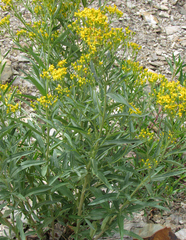 Senecio serra
