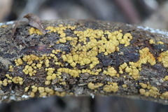 Trichoderma nothescens