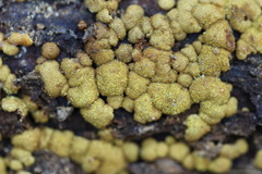 Trichoderma nothescens