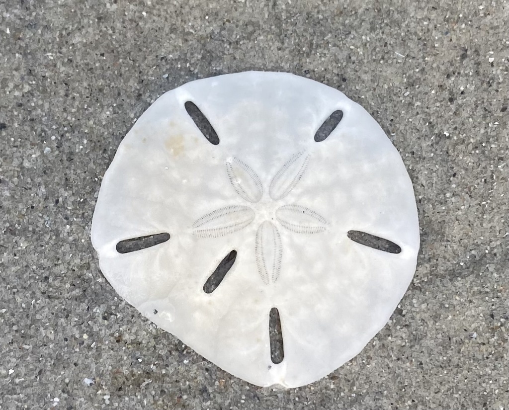 six holed keyhole urchin