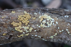 Trichoderma nothescens