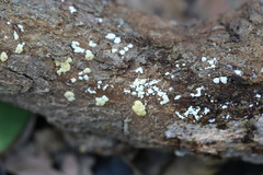 Trichoderma nothescens