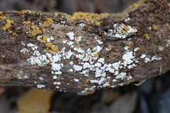 Trichoderma nothescens