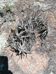 Tillandsia xiphioides