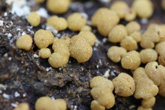 Trichoderma nothescens