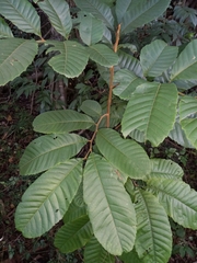 Cupania americana