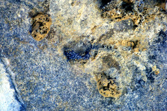 Ptyonoprogne fuligula