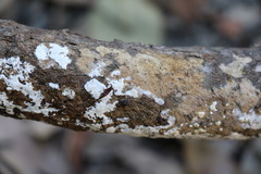 Trichoderma nothescens