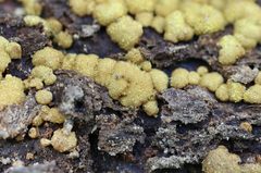 Trichoderma nothescens