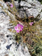 Agalinis genistifolia