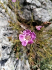 Agalinis genistifolia