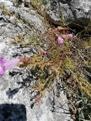Agalinis genistifolia