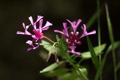 Clarkia concinna