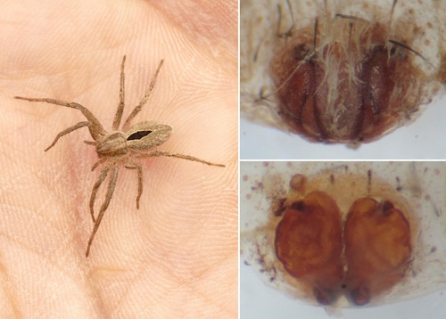 Common Lance-backed Crab Spider