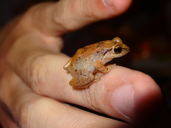 Eleutherodactylus johnstonei