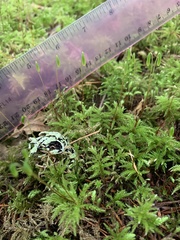 Leucolepis