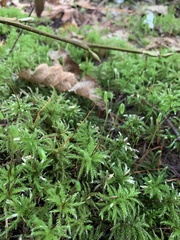 Leucolepis