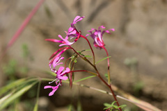 Clarkia concinna