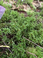Leucolepis