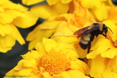 Bombus nevadensis