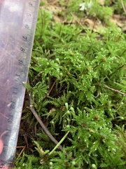 Leucolepis