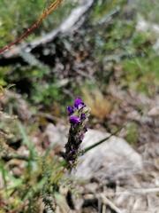 Dalea elegans