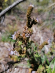 Phacelia pinnatifida